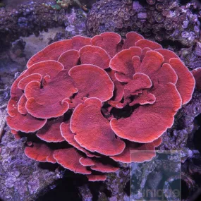 Montipora Capricornus Sp. Red Monti Cap 3/4-1 Stock Frag Unique Corals